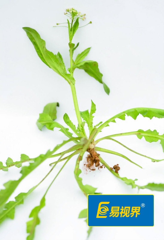 易視界護眼專家 眼睛干澀吃什么對眼睛好